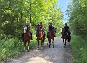 Freiberger, Wallach, 4 Jahre, 159 cm, Fuchs