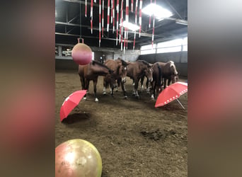 Freiberger, Wallach, 4 Jahre, 159 cm, Fuchs