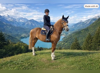 Freiberger, Wallach, 4 Jahre, 159 cm, Fuchs
