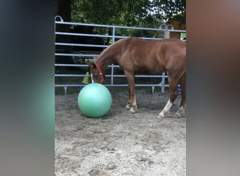 Freiberger, Wallach, 4 Jahre, 160 cm, Fuchs