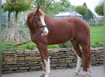 Freiberger, Wallach, 4 Jahre, 161 cm, Fuchs