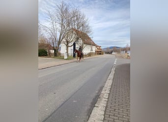 Freiberger, Wallach, 4 Jahre, 165 cm, Dunkelfuchs