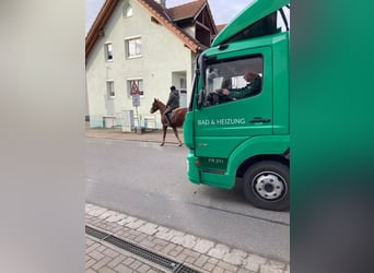 Freiberger, Wallach, 4 Jahre, 165 cm, Dunkelfuchs