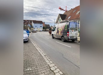 Freiberger, Wallach, 4 Jahre, 165 cm, Dunkelfuchs