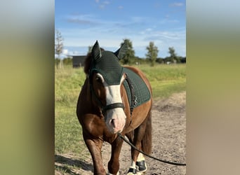 Freiberger Mix, Wallach, 5 Jahre, 153 cm, Dunkelfuchs