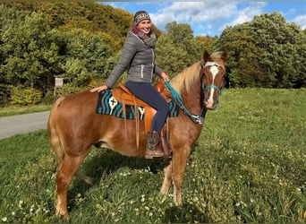 Freiberger, Wallach, 5 Jahre, 156 cm, Fuchs