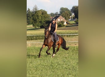 Freiberger, Wallach, 5 Jahre, 157 cm, Dunkelbrauner