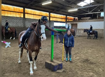 Freiberger, Wallach, 5 Jahre, 158 cm, Brauner