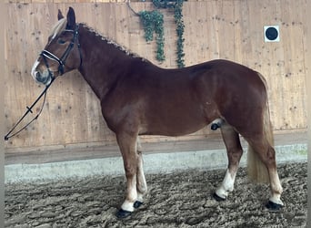 Freiberger Mix, Wallach, 5 Jahre, 158 cm, Fuchs