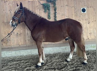 Freiberger Mix, Wallach, 5 Jahre, 158 cm, Fuchs