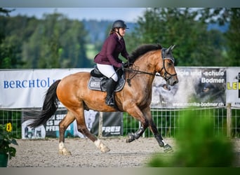 Freiberger, Wallach, 5 Jahre, 160 cm, Brauner