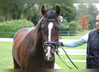Freiberger, Wallach, 5 Jahre, 160 cm, Dunkelbrauner