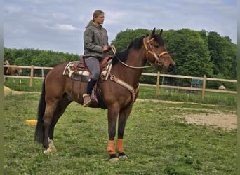 Freiberger, Wallach, 5 Jahre, 162 cm, Brauner