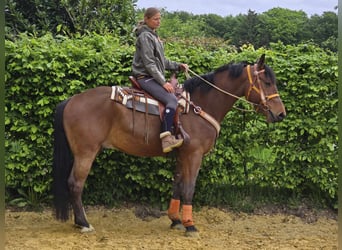 Freiberger, Wallach, 5 Jahre, 162 cm, Brauner
