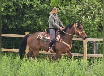 Freiberger, Wallach, 5 Jahre, 162 cm, Brauner