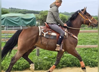 Freiberger, Wallach, 5 Jahre, 162 cm, Brauner