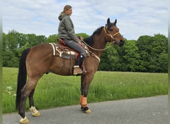 Freiberger, Wallach, 5 Jahre, 162 cm, Brauner