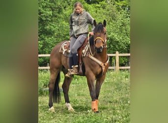 Freiberger, Wallach, 5 Jahre, 162 cm, Brauner