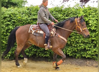 Freiberger, Wallach, 5 Jahre, 162 cm, Brauner