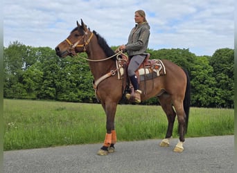 Freiberger, Wallach, 5 Jahre, 162 cm, Brauner