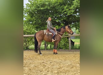 Freiberger, Wallach, 5 Jahre, 162 cm, Brauner