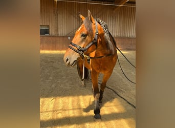 Freiberger, Wallach, 5 Jahre, 162 cm, Brauner