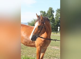 Freiberger, Wallach, 5 Jahre, 164 cm, Brauner