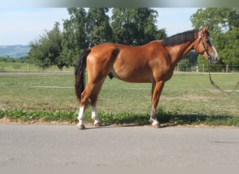 Freiberger, Wallach, 5 Jahre, 164 cm, Brauner