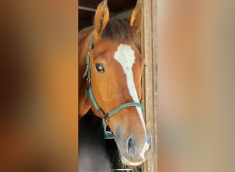 Freiberger, Wallach, 5 Jahre, 164 cm, Brauner