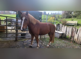 Freiberger, Wallach, 6 Jahre, 150 cm, Fuchs