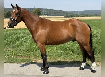 Freiberger, Wallach, 6 Jahre, 158 cm, Brauner