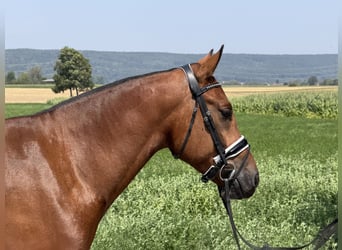 Freiberger, Wallach, 6 Jahre, 158 cm, Brauner