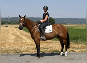 Freiberger, Wallach, 6 Jahre, 158 cm, Brauner