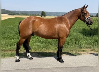 Freiberger, Wallach, 6 Jahre, 158 cm, Brauner