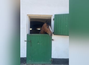 Freiberger, Wallach, 6 Jahre, 160 cm, Brauner