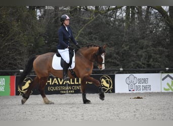 Freiberger, Wallach, 6 Jahre, 164 cm, Brauner