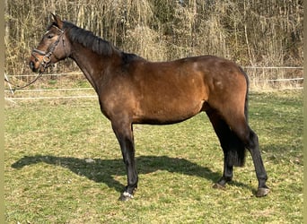 Freiberger, Wallach, 6 Jahre, 164 cm, Brauner