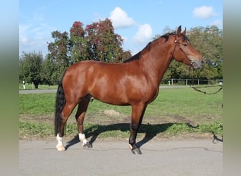 Freiberger, Wallach, 7 Jahre, 163 cm, Brauner