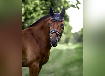 Freiberger, Wallach, 8 Jahre, 160 cm, Brauner