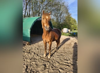 Freiberger, Wallach, 8 Jahre, 162 cm, Fuchs