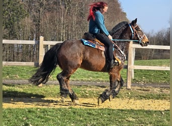 Freiberger Mix, Wallach, 9 Jahre, 157 cm, Brauner