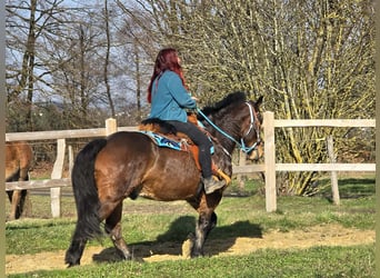 Freiberger Mix, Wallach, 9 Jahre, 157 cm, Brauner