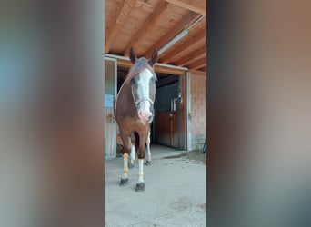 Freiberger, Wallach, 9 Jahre, 158 cm, Dunkelfuchs