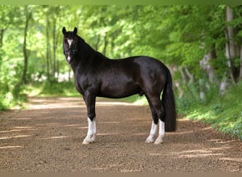 Freiberger, Wallach, 9 Jahre, 160 cm, Rappe