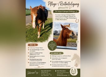 Freiberger, Wallach, 9 Jahre, 165 cm, Fuchs