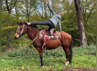 Freiberger, Yegua, 12 años, 155 cm, Castaño