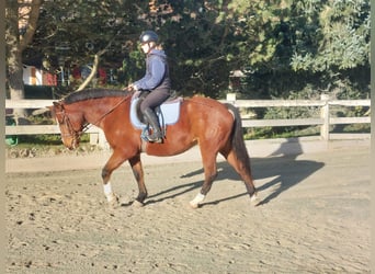 Freiberger, Yegua, 14 años, Castaño