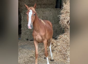 Freiberger Mestizo, Yegua, 1 año, 145 cm, Alazán