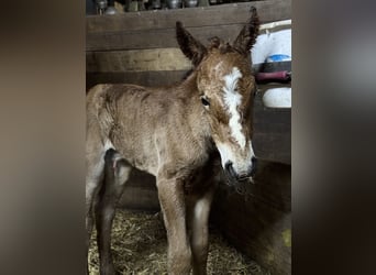 Freiberger Mestizo, Yegua, 1 año, Castaño