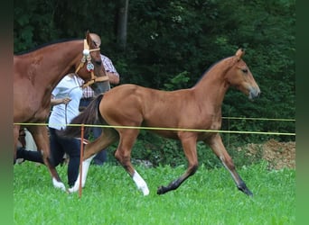 Freiberger, Yegua, 2 años, 157 cm, Castaño
